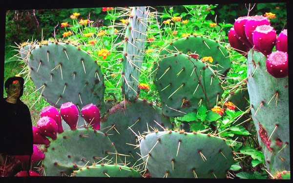 image of a cactus projected by a laser projector
